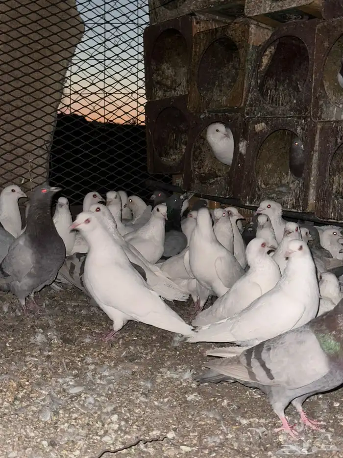 تم البيع الله يبارك لرعيه 10