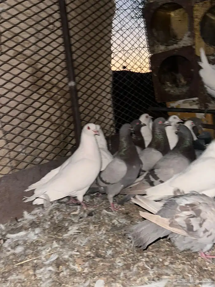 تم البيع الله يبارك لرعيه 9