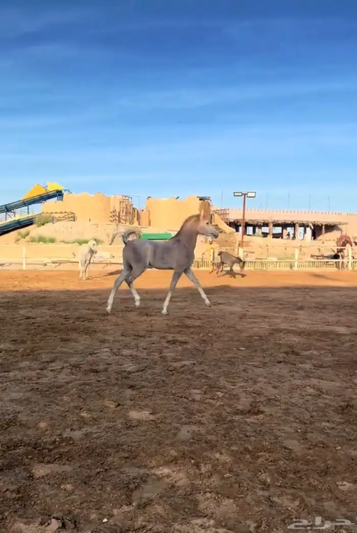 مهر عربي فاخر بمعنى الكلمة 0