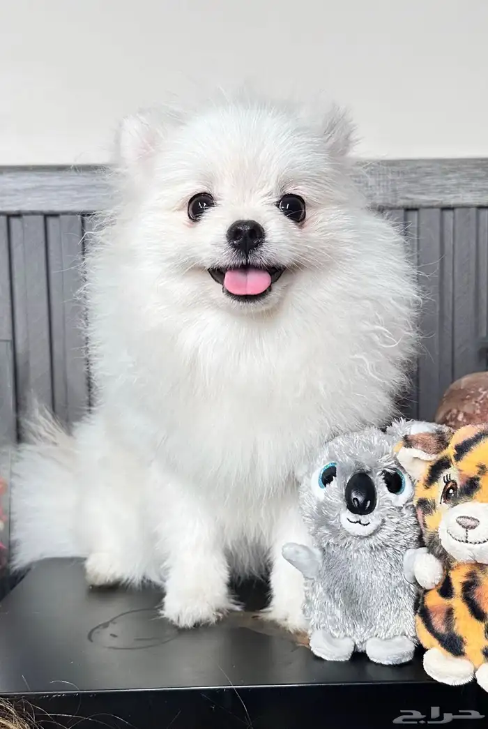 بوميرينيان مستورد حجم صغير 3