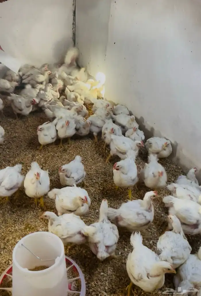 دجاج لاحم بيشة 0