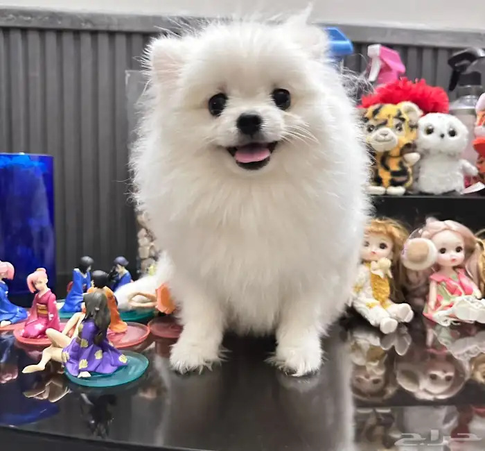 بوميرينيان مستورد حجم صغير 1