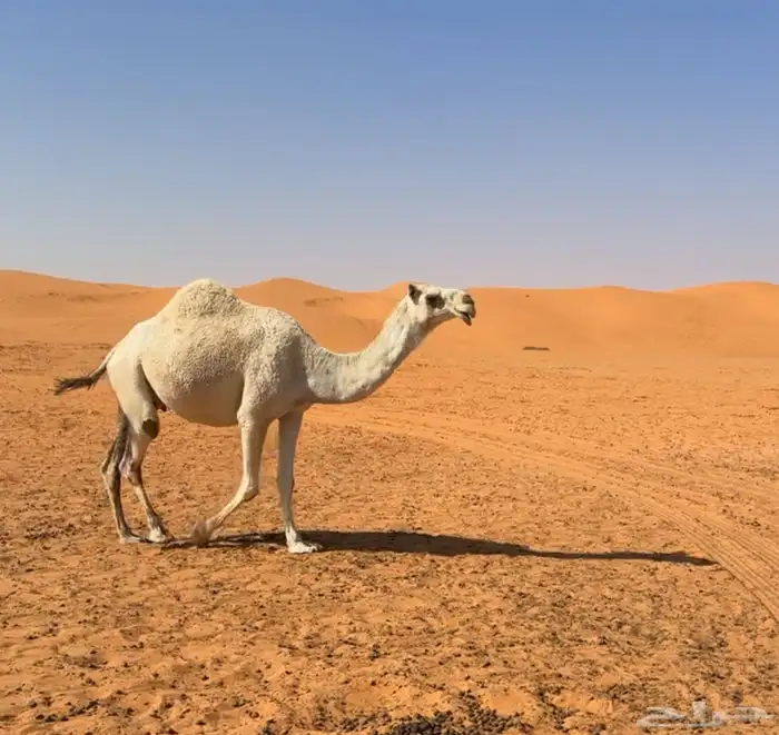 ناقه مموت للبيع 0