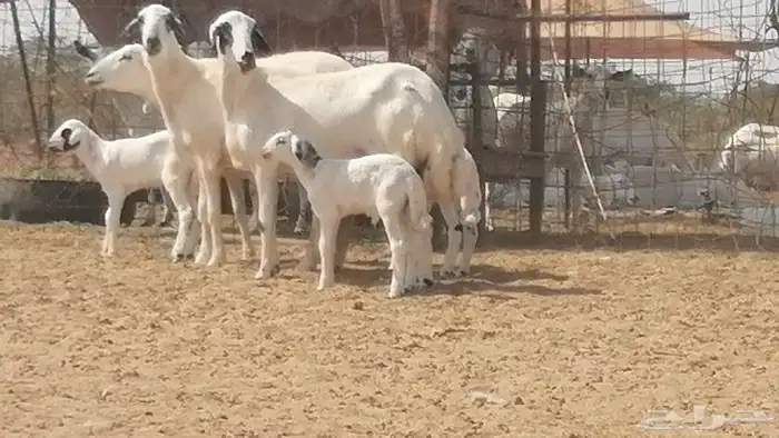 رخال حريات خلفات مقاني ضان حرية مولدة 3 رأس 17