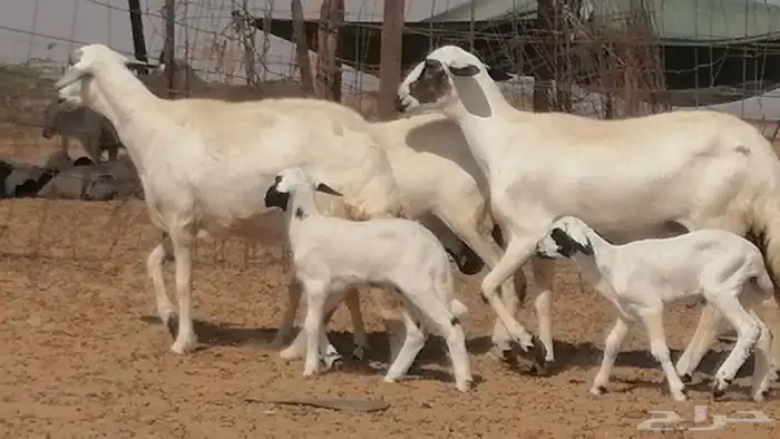 رخال حريات خلفات مقاني ضان حرية مولدة 3 رأس 26