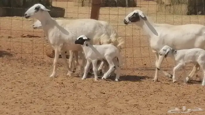 رخال حريات خلفات مقاني ضان حرية مولدة 3 رأس 23