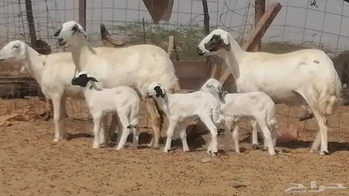 رخال حريات خلفات مقاني ضان حرية مولدة 3 رأس 30