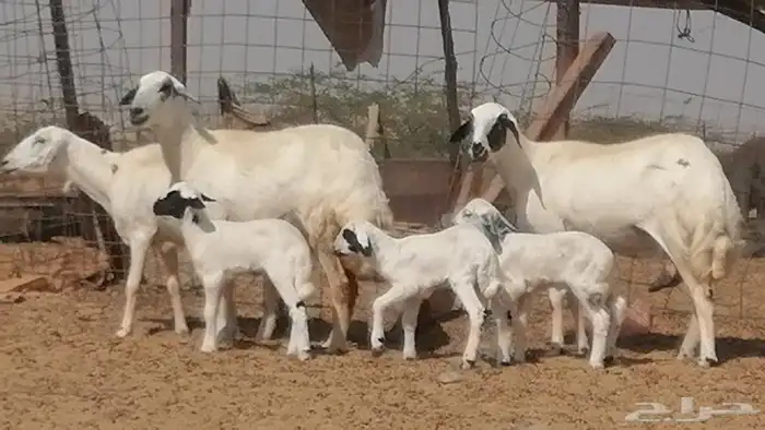 رخال حريات خلفات مقاني ضان حرية مولدة 3 رأس 24