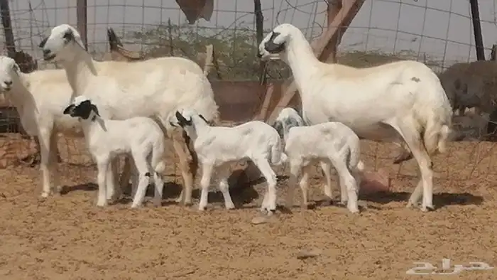 رخال حريات خلفات مقاني ضان حرية مولدة 3 رأس 27
