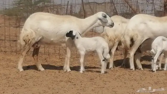 رخال حريات خلفات مقاني ضان حرية مولدة 3 رأس 18