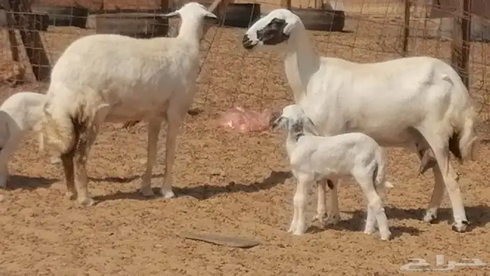 رخال حريات خلفات مقاني ضان حرية مولدة 3 رأس 3