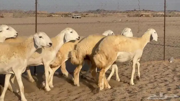 اعرض لكم يوم عرض مميز لمحبيين الحريات الحرش رخال عددها 59 7