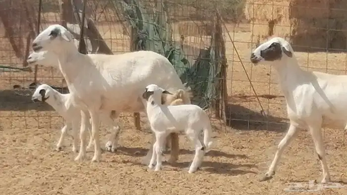 رخال حريات خلفات مقاني ضان حرية مولدة 3 رأس 1