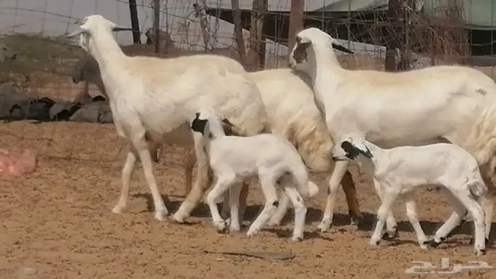 رخال حريات خلفات مقاني ضان حرية مولدة 3 رأس 21
