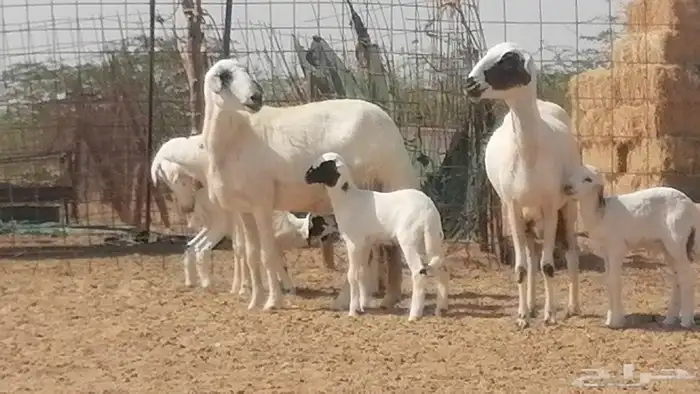 رخال حريات خلفات مقاني ضان حرية مولدة 3 رأس 20