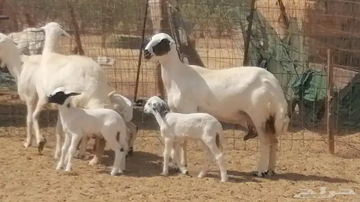 رخال حريات خلفات مقاني ضان حرية مولدة 3 رأس 25