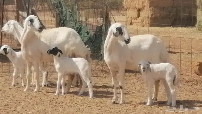 رخال حريات خلفات مقاني ضان حرية مولدة 3 رأس 5