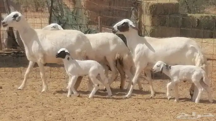 رخال حريات خلفات مقاني ضان حرية مولدة 3 رأس 28