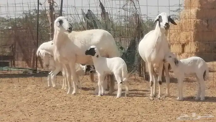 رخال حريات خلفات مقاني ضان حرية مولدة 3 رأس 13