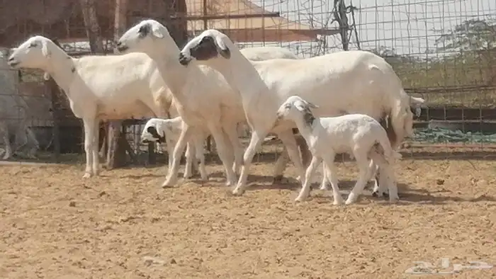 رخال حريات خلفات مقاني ضان حرية مولدة 3 رأس 15