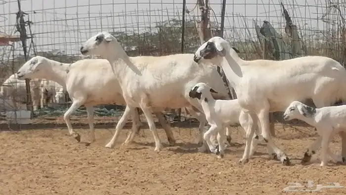 رخال حريات خلفات مقاني ضان حرية مولدة 3 رأس 7