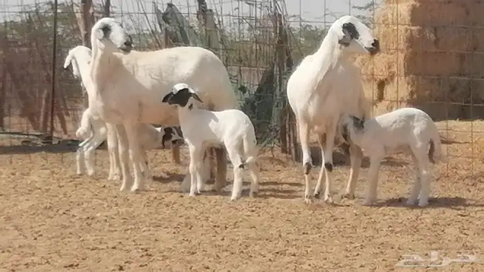 رخال حريات خلفات مقاني ضان حرية مولدة 3 رأس 19