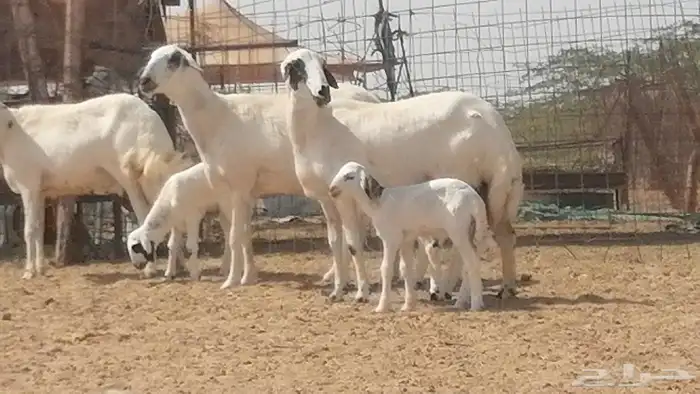 رخال حريات خلفات مقاني ضان حرية مولدة 3 رأس 10