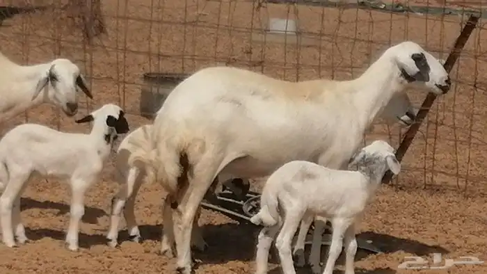 رخال حريات خلفات مقاني ضان حرية مولدة 3 رأس 29