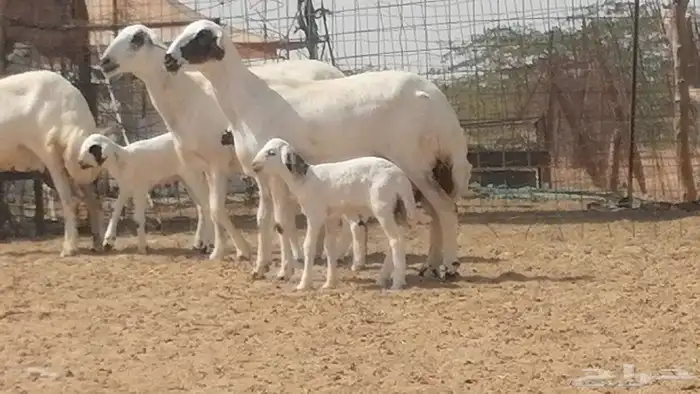 رخال حريات خلفات مقاني ضان حرية مولدة 3 رأس 14