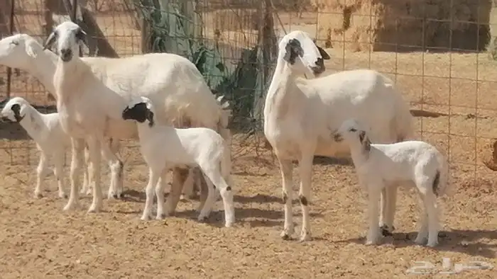 رخال حريات خلفات مقاني ضان حرية مولدة 3 رأس 8