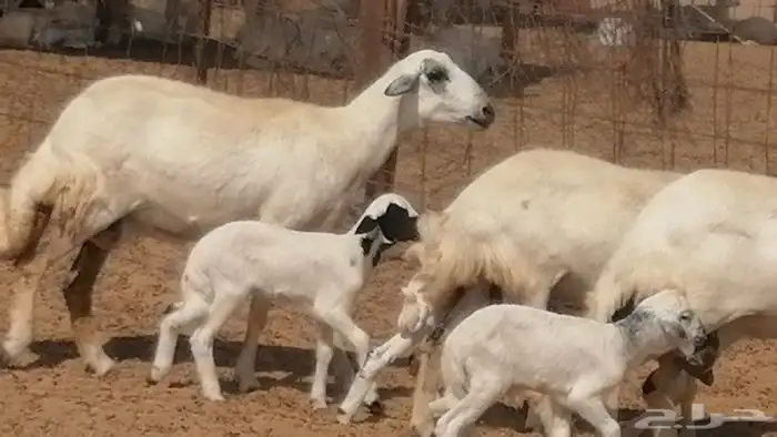 رخال حريات خلفات مقاني ضان حرية مولدة 3 رأس 31