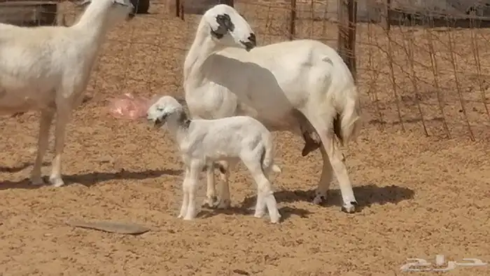 رخال حريات خلفات مقاني ضان حرية مولدة 3 رأس 2