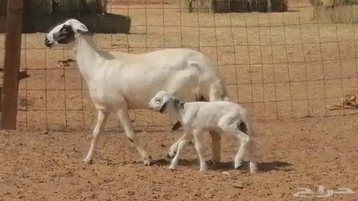 رخال حريات خلفات مقاني ضان حرية مولدة 3 رأس 6