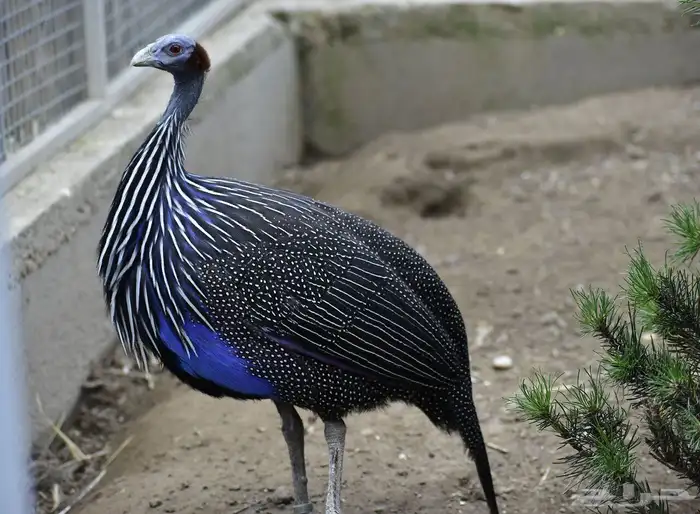 دجاج غينيا النسري 0