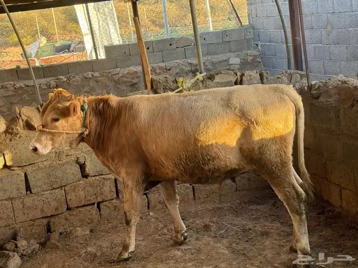 حسلان للبيع 2