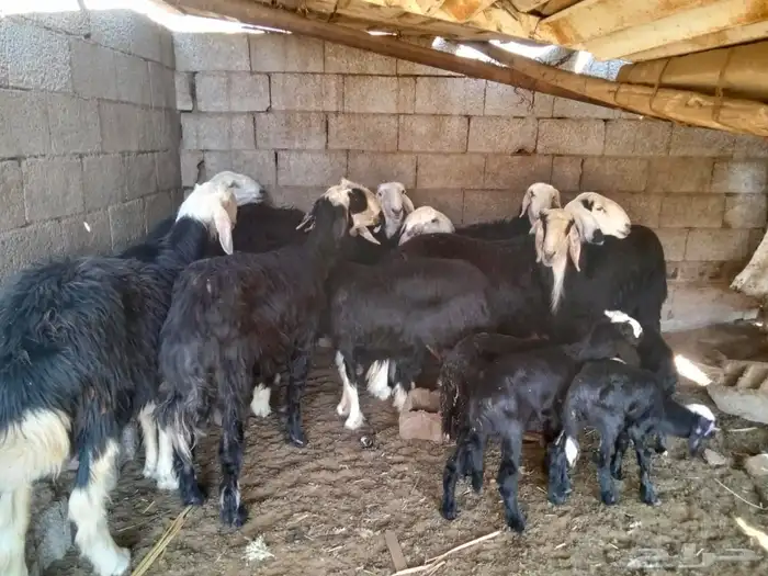 نعاج نجدية فاخره 0