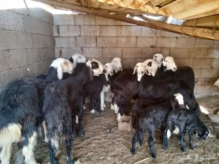 نعاج نجدية فاخره 1