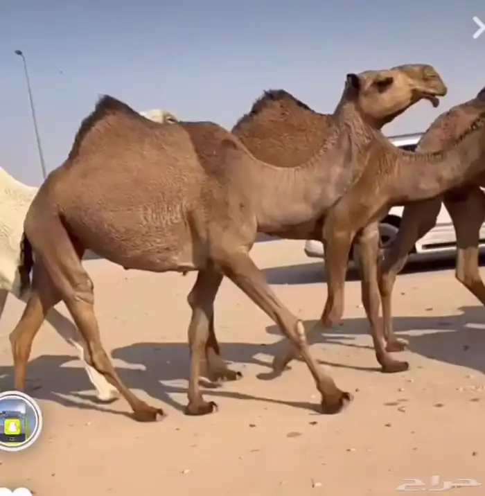 لقحه ساسها على الهدب ولقحه على على الهدب 0