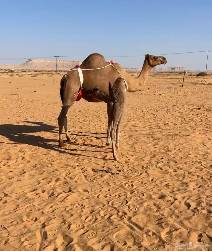 خلفه حمراء 0