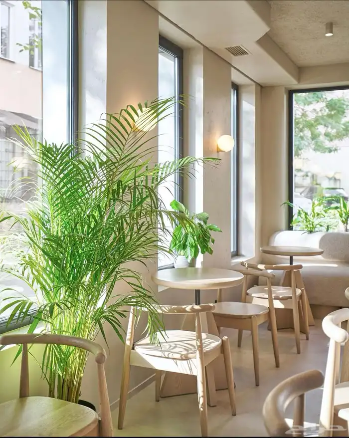 كرسي فخم من الخشب الزان 7