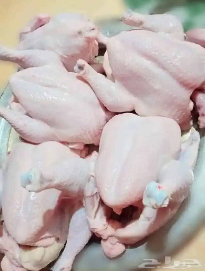 دجاج لاحم بدون هرمون 0