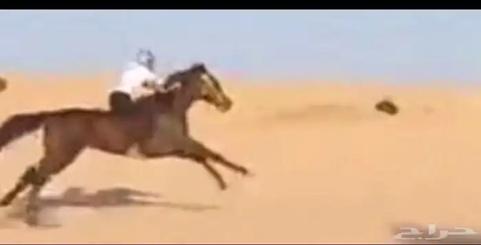 حصان شيخ للبيع 2