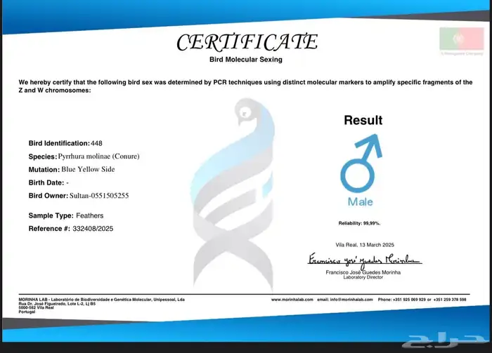 كنيور تركواز يلو سايد ذكر محلل بشهادة 2