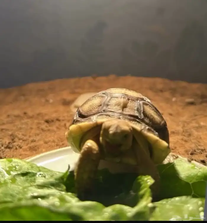 سلحفاة سولكاتا صغيرة 0