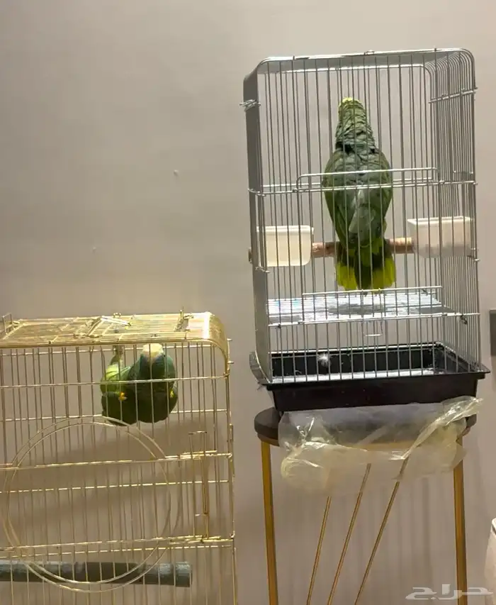 طيور امزونيات عنده سورة الإخلاص تم البيع تم البيع 1