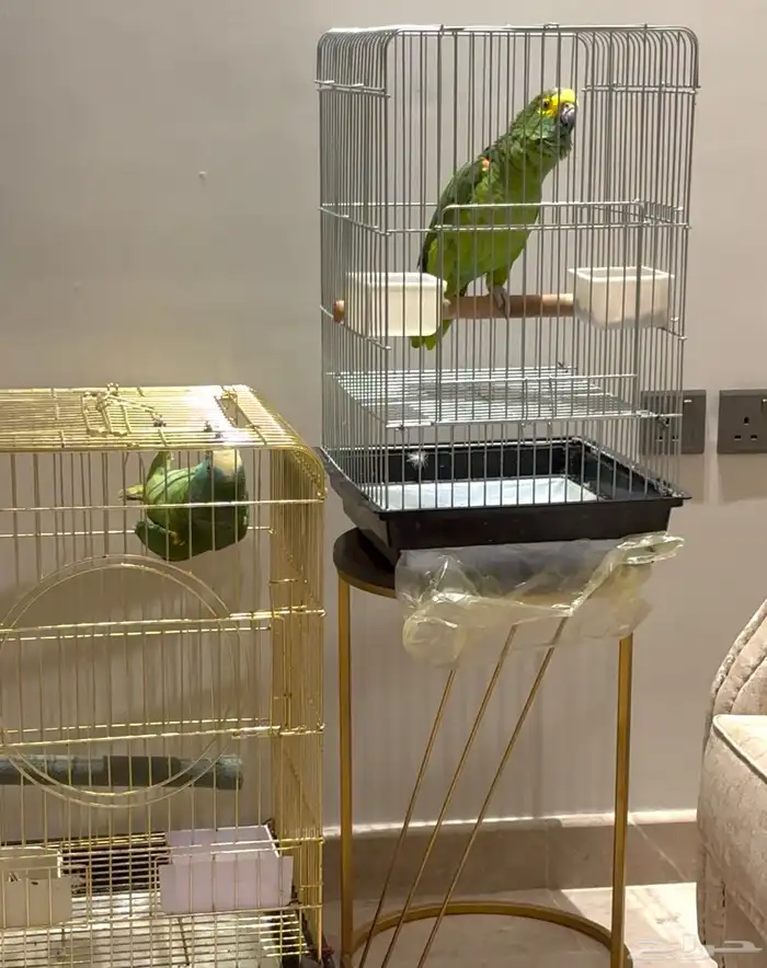 طيور امزونيات عنده سورة الإخلاص تم البيع تم البيع 0