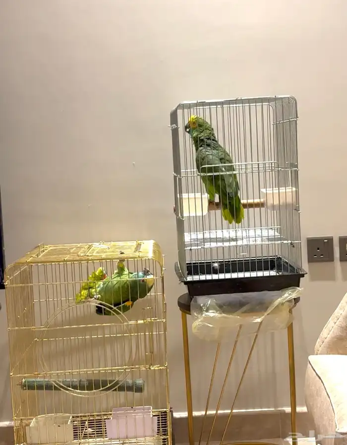 طيور امزونيات عنده سورة الإخلاص تم البيع تم البيع 3