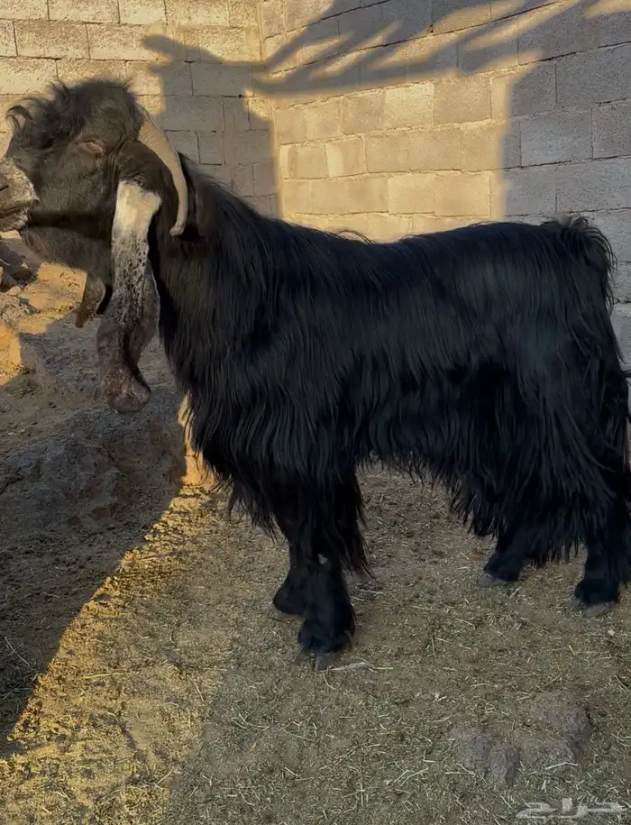 تم البيع تم البيع تيس عارضي خصم 8