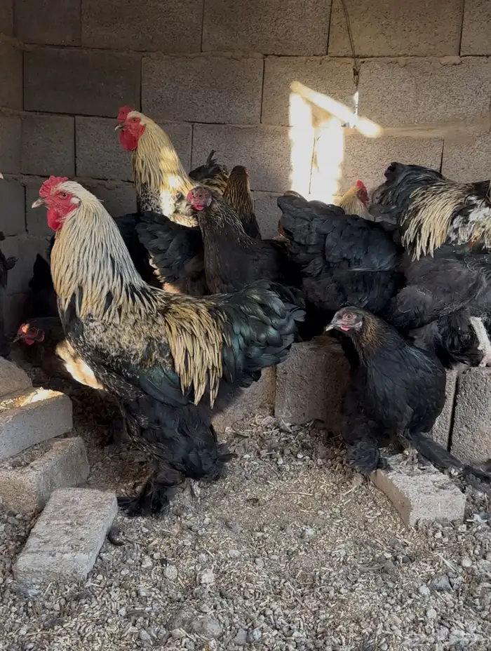 دجاج براهما 0