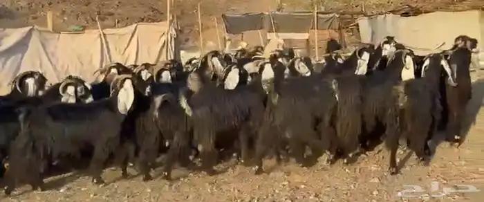 معزاء عوارض صنف 4